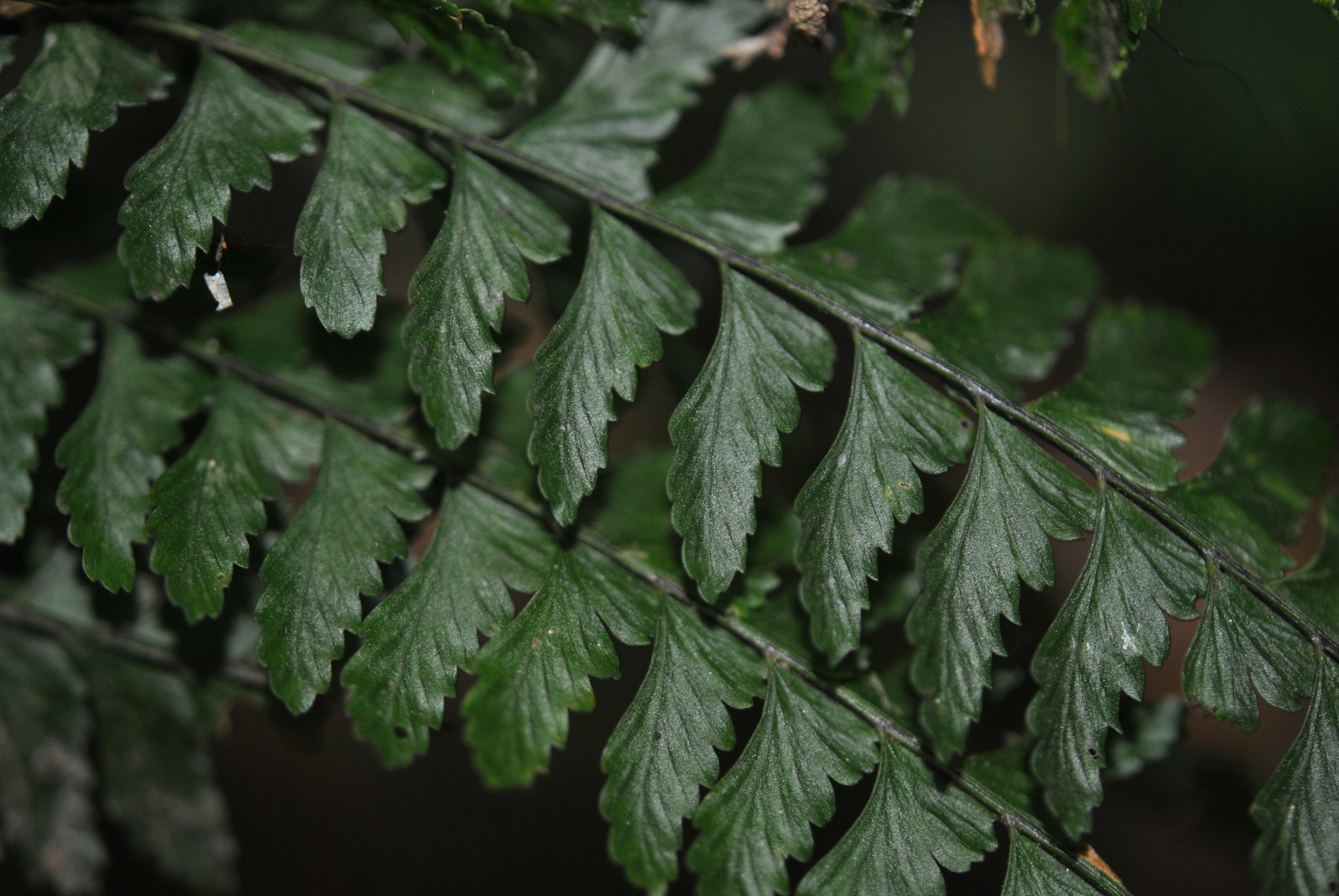 Asplenium miradorense