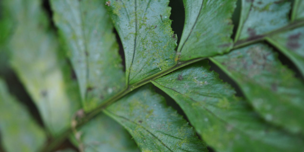 Hymenasplenium laetum