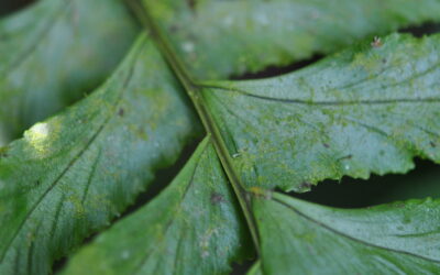 Hymenasplenium laetum
