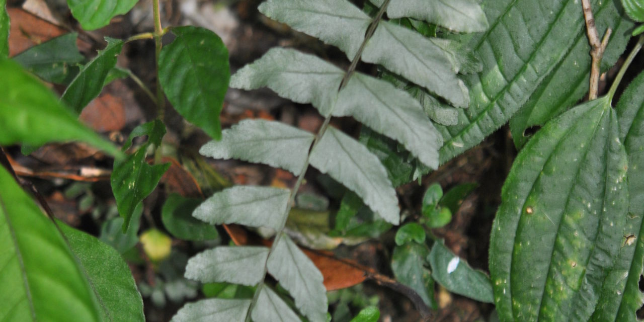 Asplenium cirrhatum