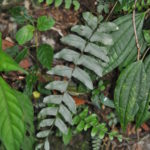 Asplenium cirrhatum