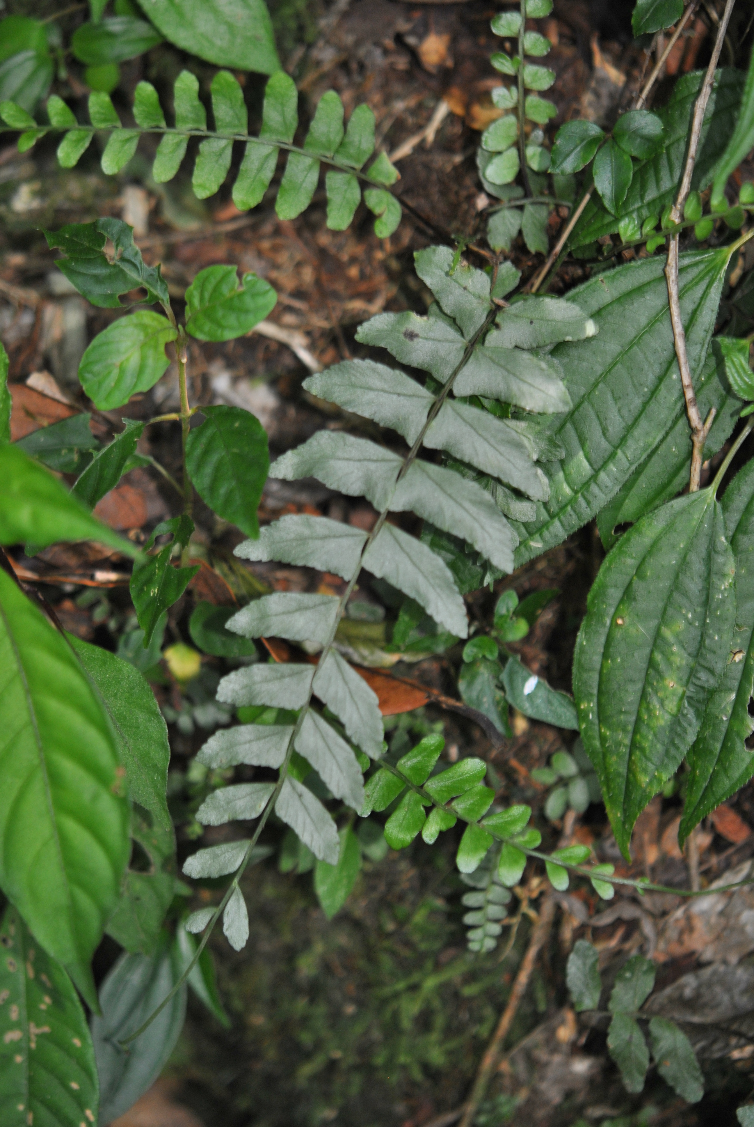 Asplenium cirrhatum