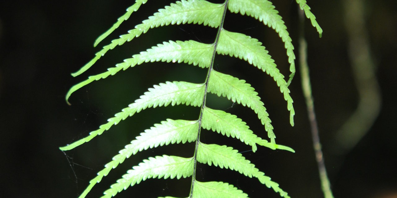 Asplenium harpeodes