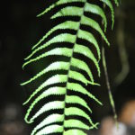 Asplenium harpeodes