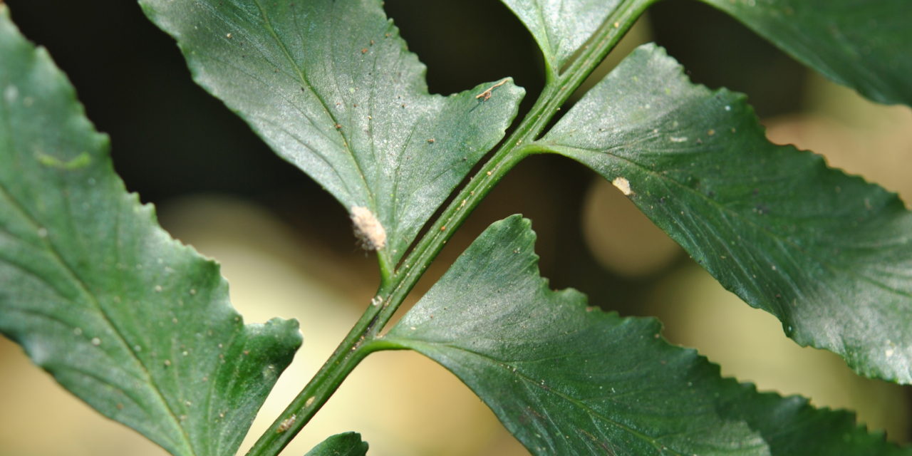 Hymenasplenium riparium