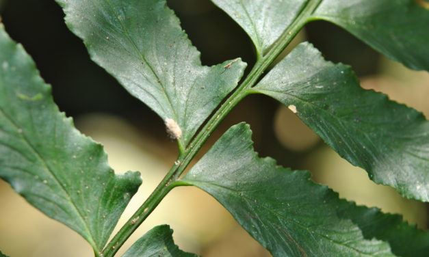 Hymenasplenium riparium