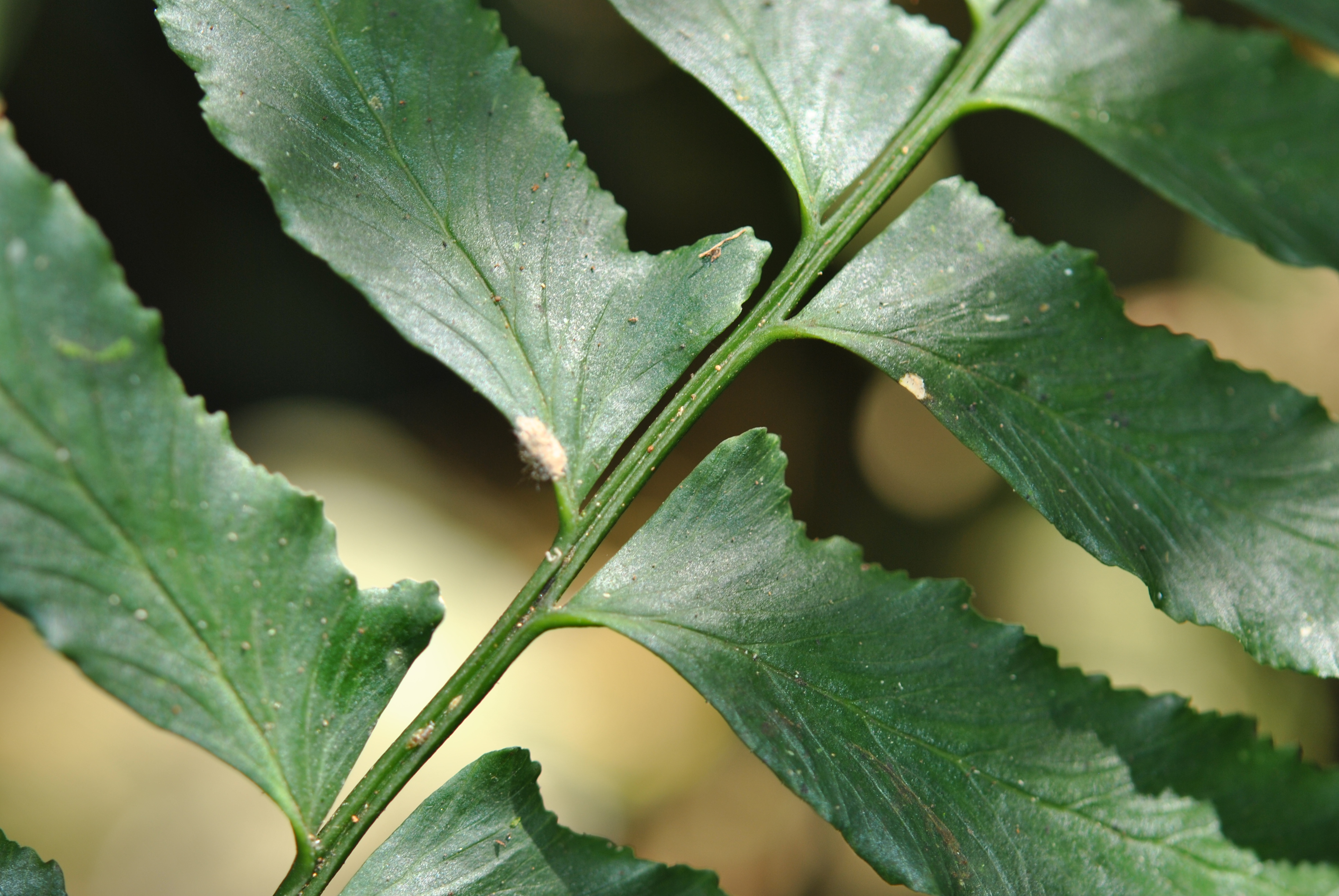 Hymenasplenium riparium