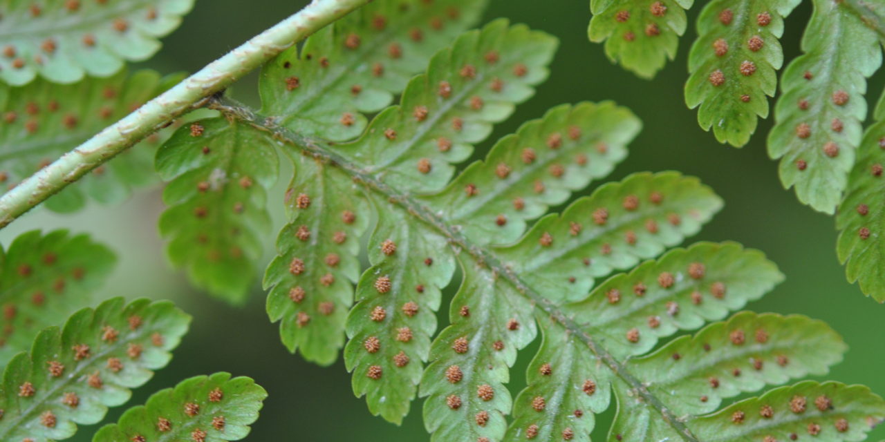 Ctenitis excelsa