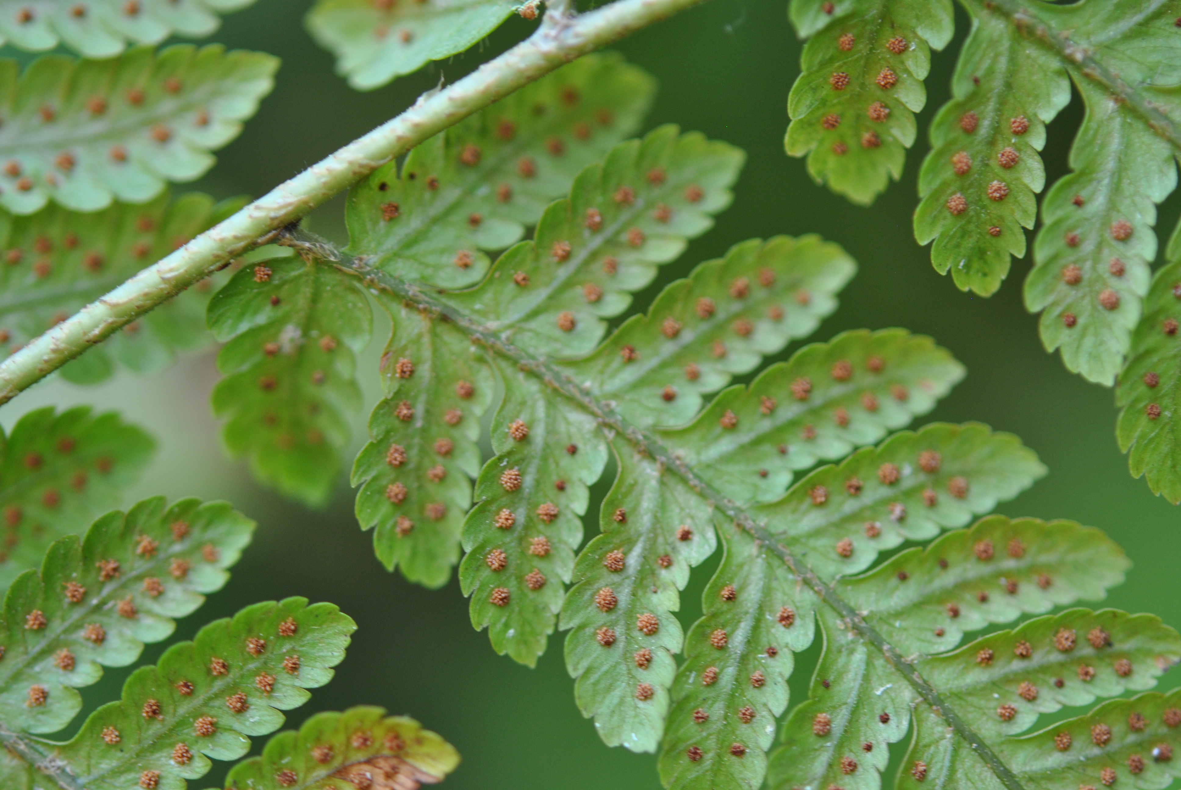 Ctenitis excelsa