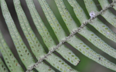 Prosaptia stellatosetosa