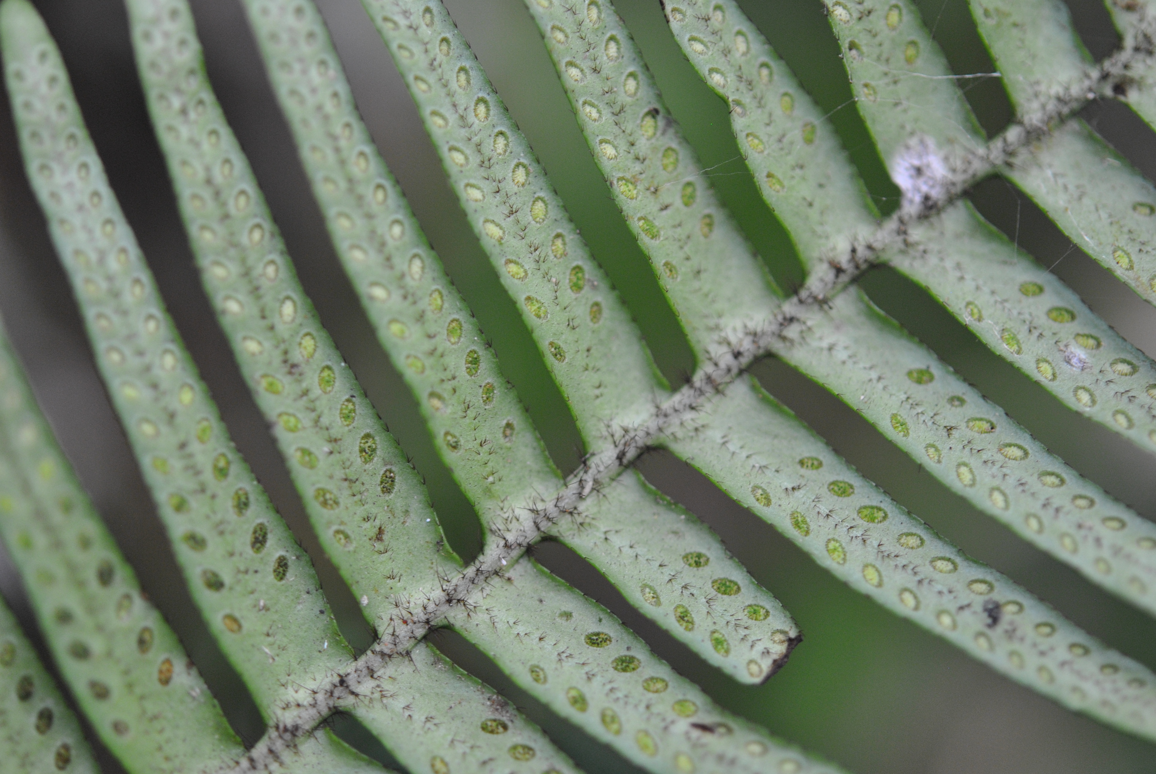 Prosaptia stellatosetosa