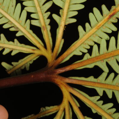 Matonia foxworthyi | Ferns and Lycophytes of the World