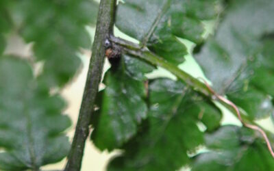 Diplazium altissimum