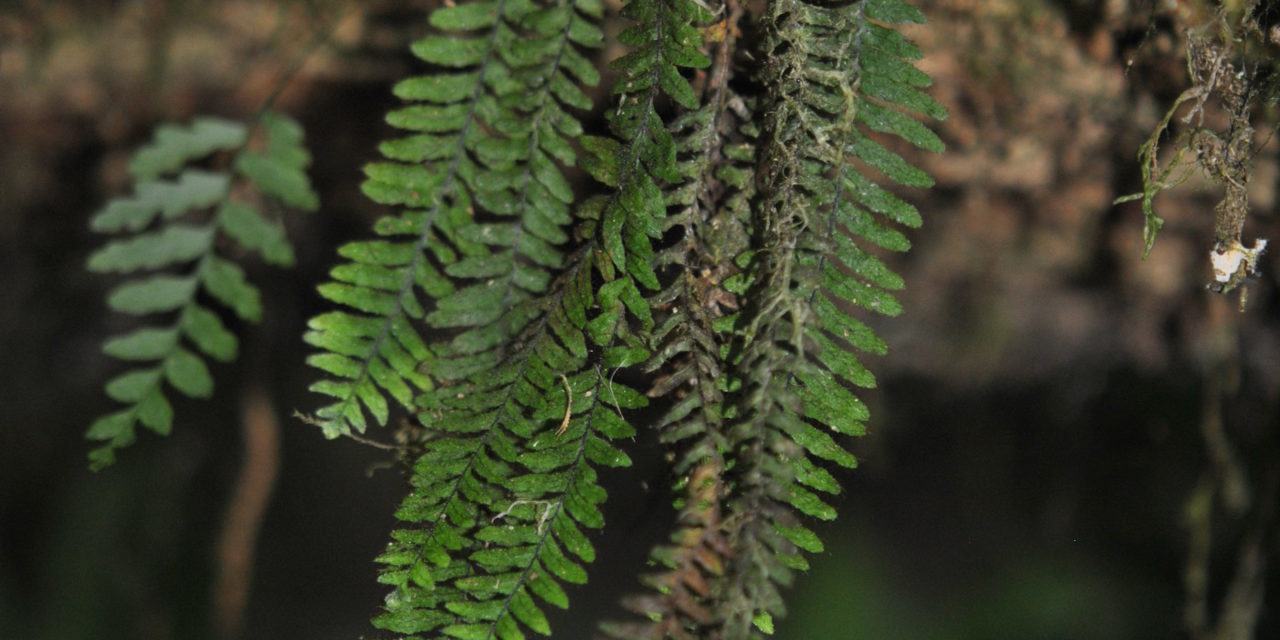 Galactodenia delicatula