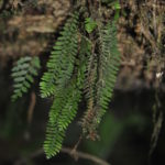 Galactodenia delicatula