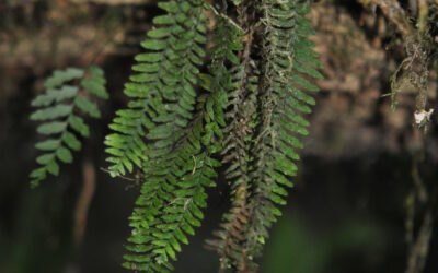 Galactodenia delicatula