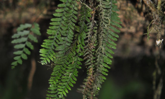 Galactodenia delicatula