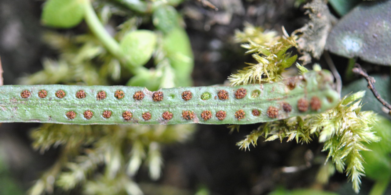 Oreogrammitis loculosa