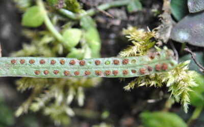 Oreogrammitis loculosa