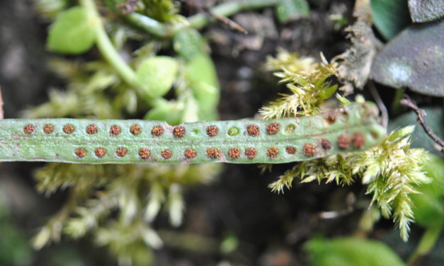 Oreogrammitis loculosa