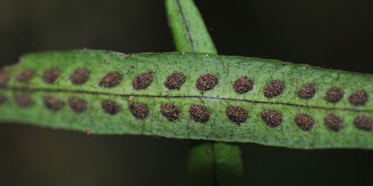 Oreogrammitis scabristipes