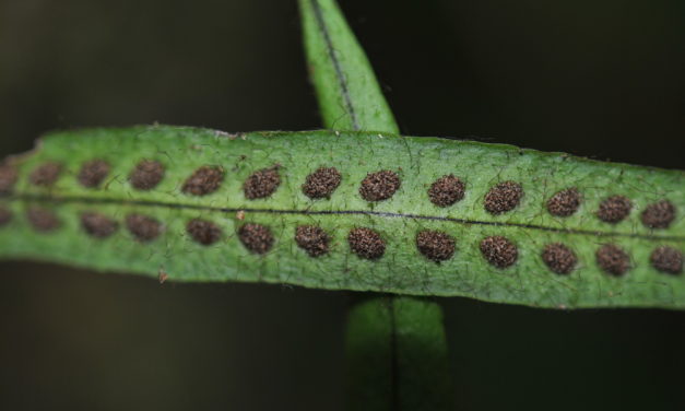 Oreogrammitis scabristipes