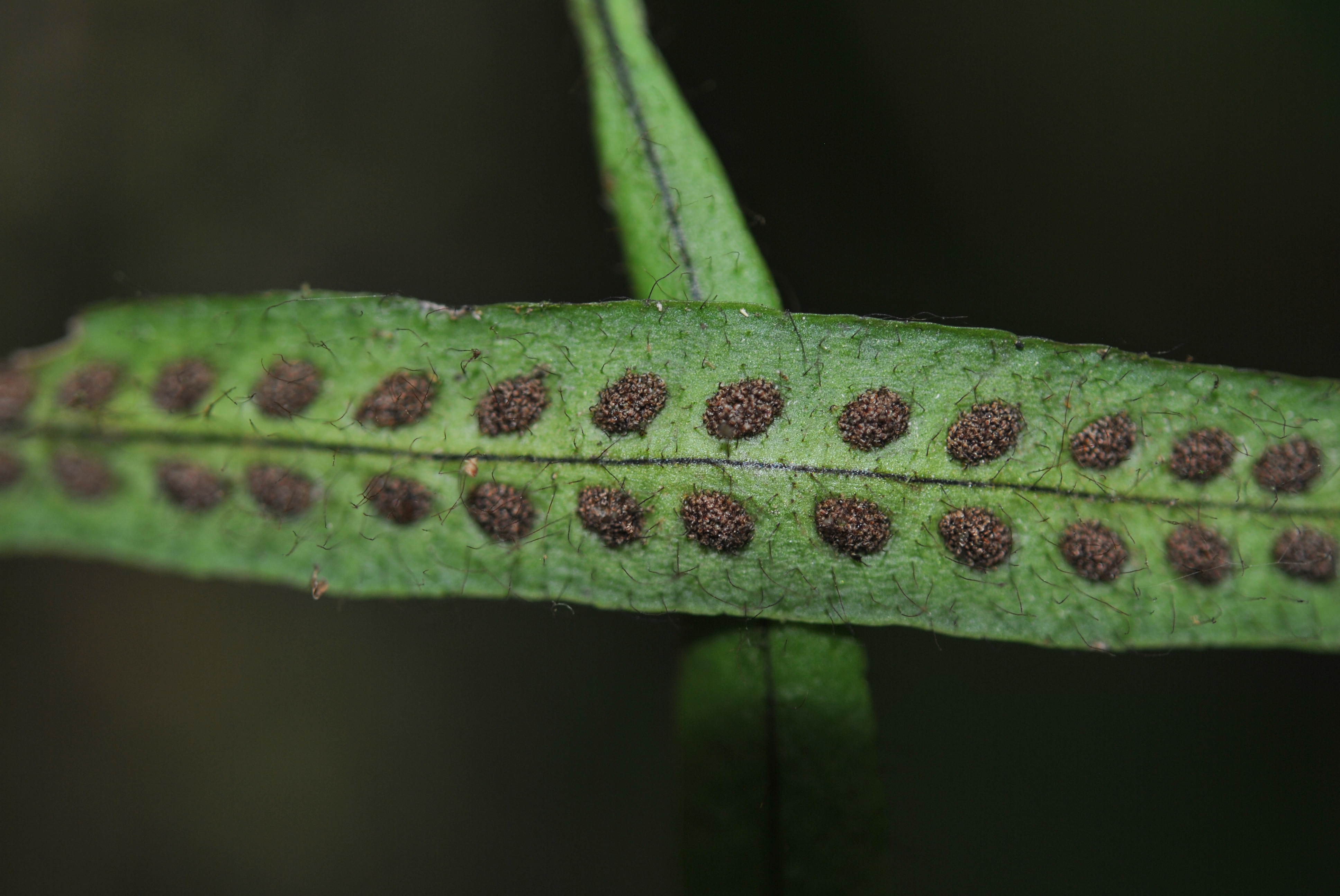 Oreogrammitis scabristipes