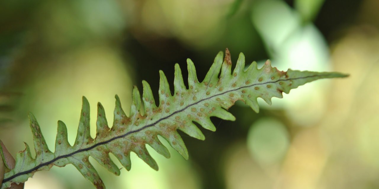 A naturally occurring hybrid between Oreogrammitis longiceps and O. sumatrana