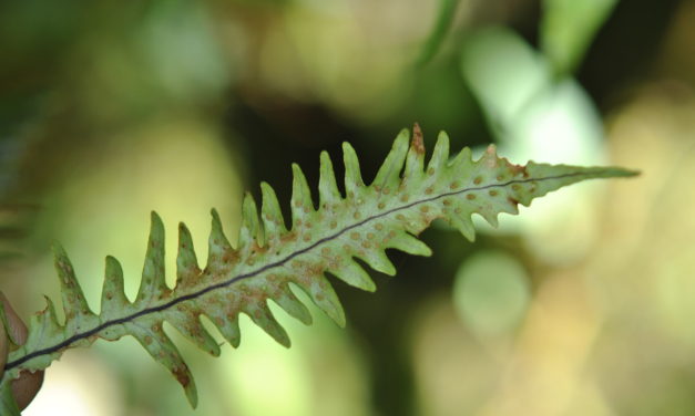 A naturally occurring hybrid between Oreogrammitis longiceps and O. sumatrana