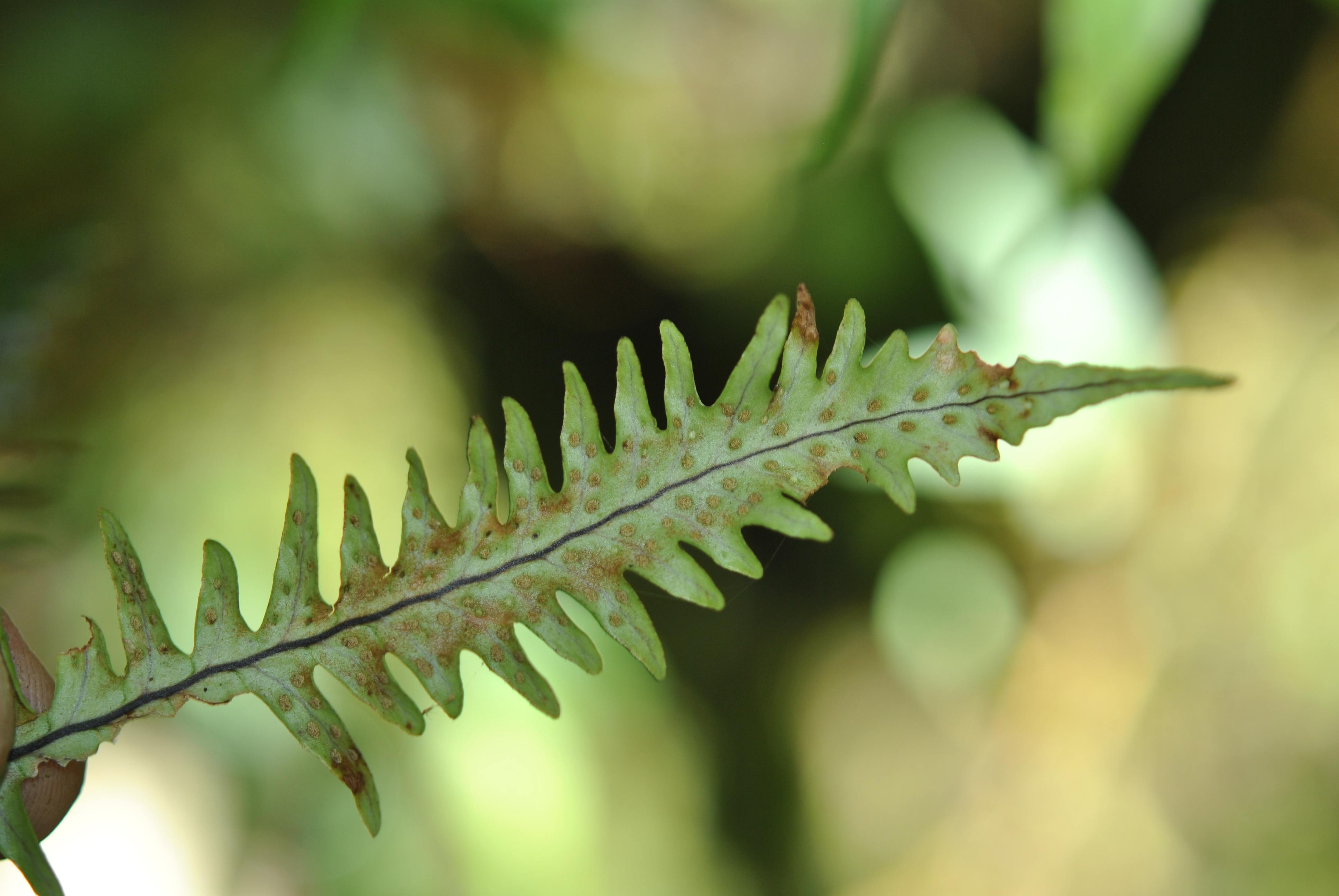 A naturally occurring hybrid between Oreogrammitis longiceps and O. sumatrana