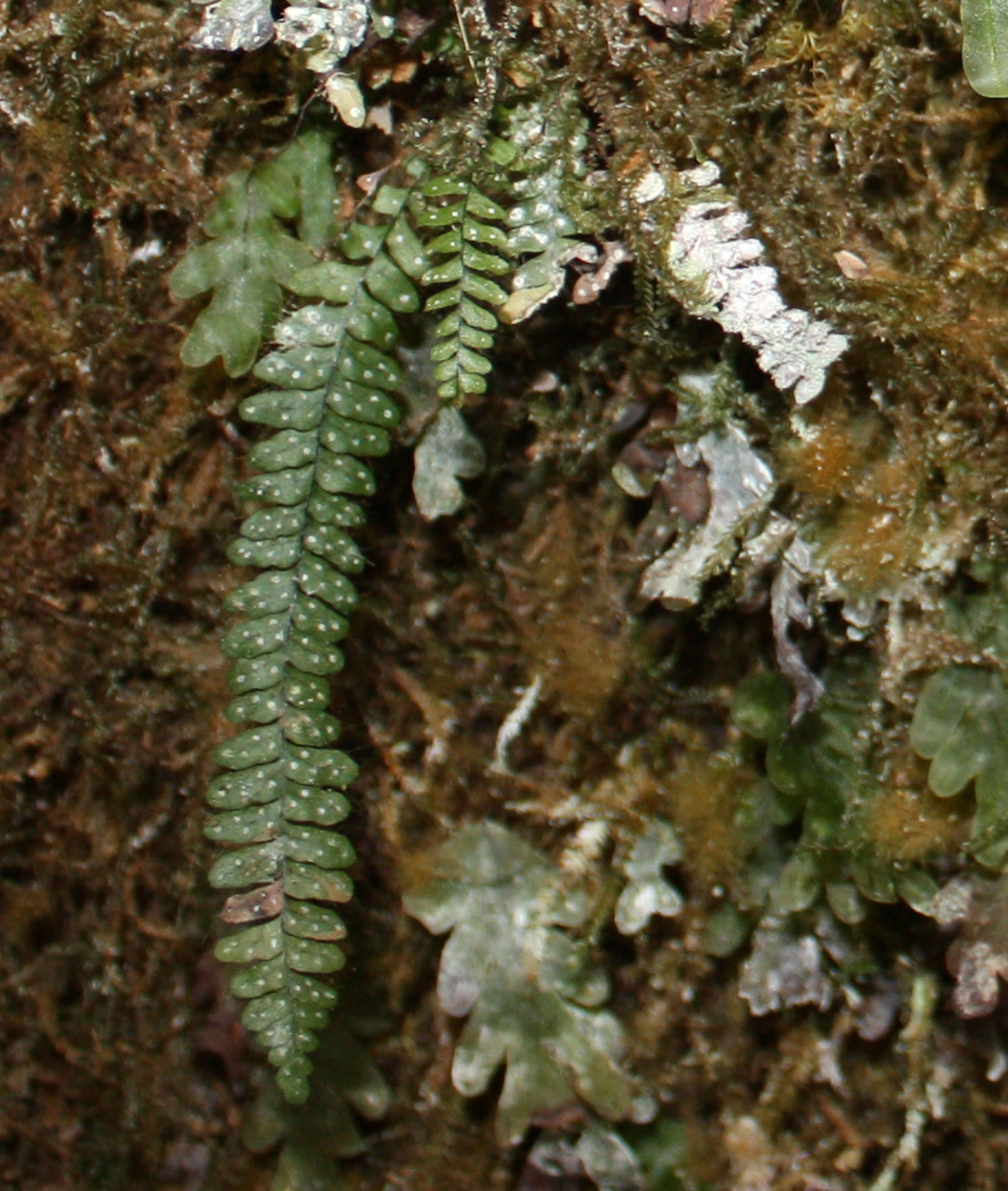 Mycopteris subtilis