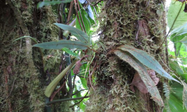 Elaphoglossum lanceiforme