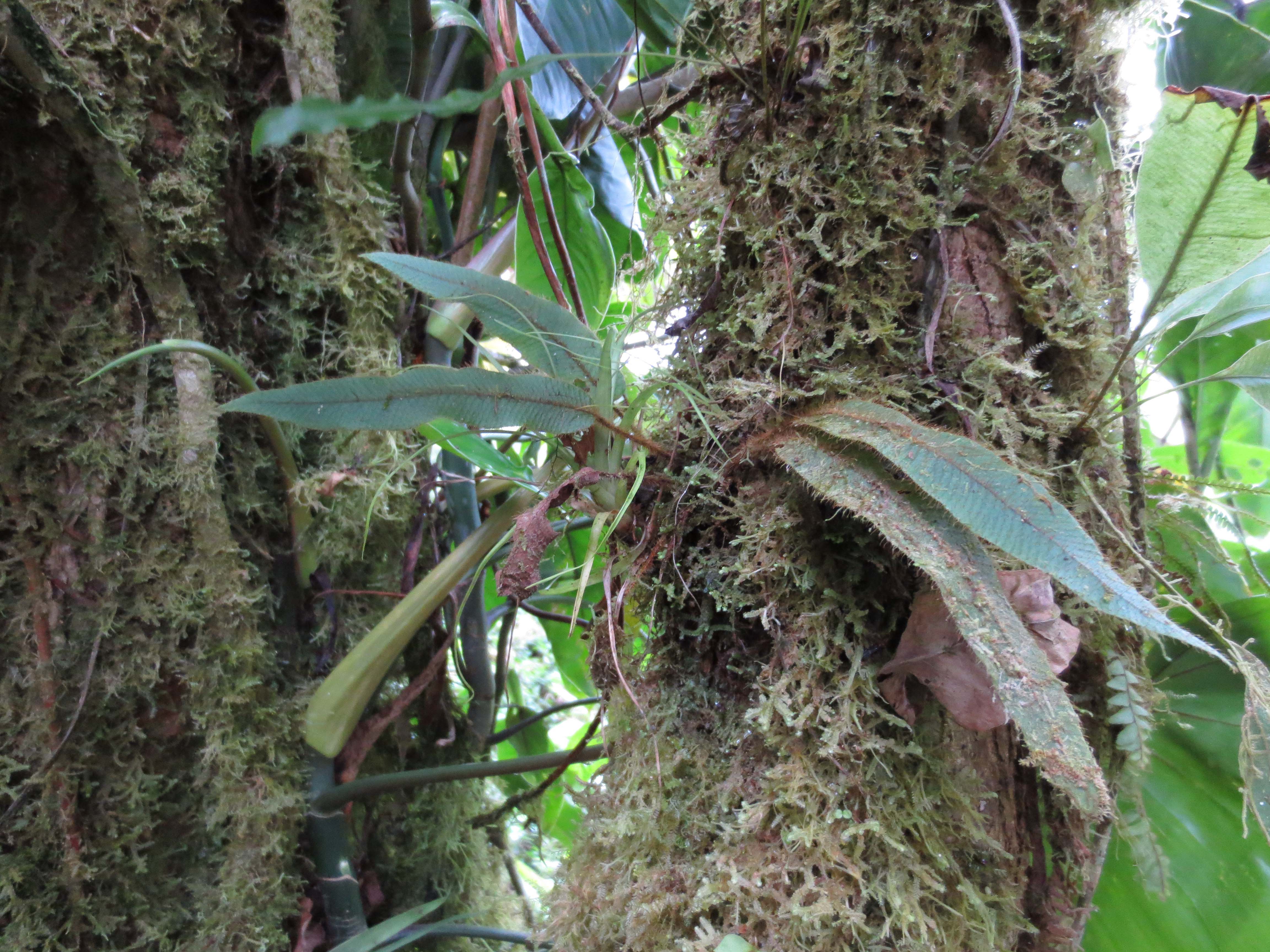 Elaphoglossum lanceiforme