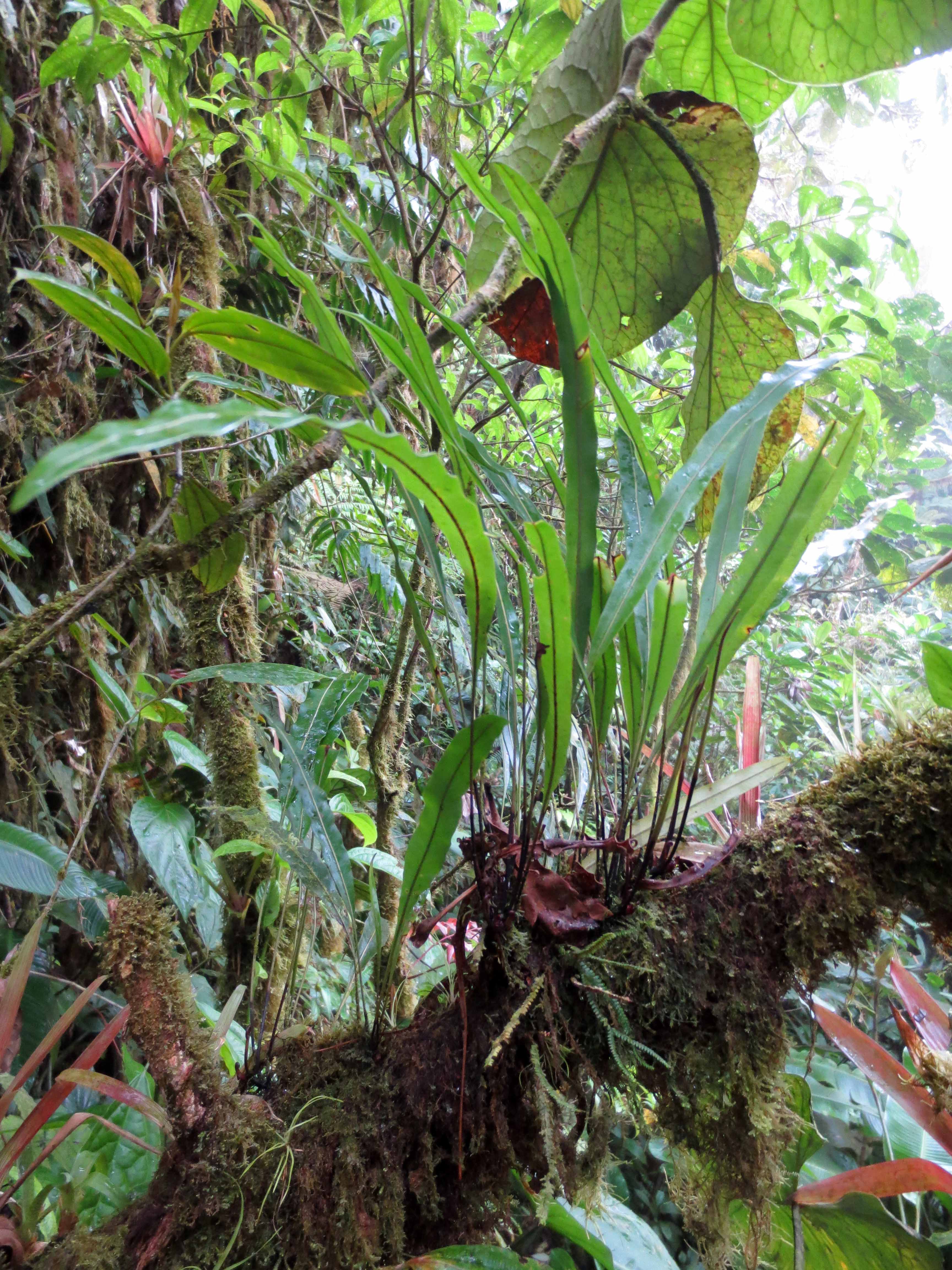 Elaphoglossum ciliatum