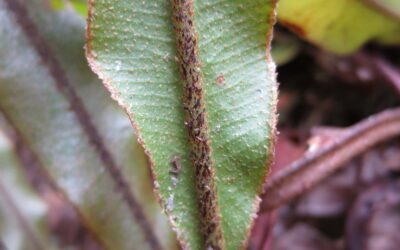 Elaphoglossum subcuspidatum