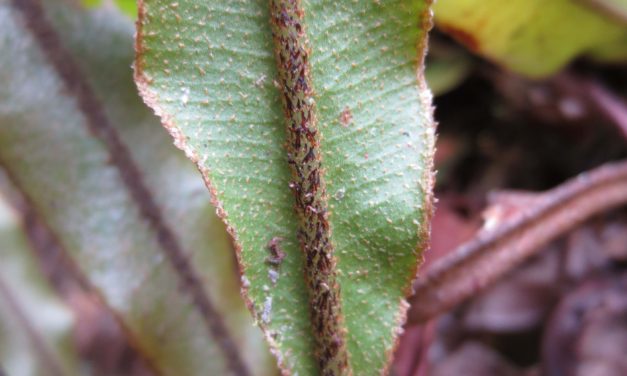 Elaphoglossum subcuspidatum