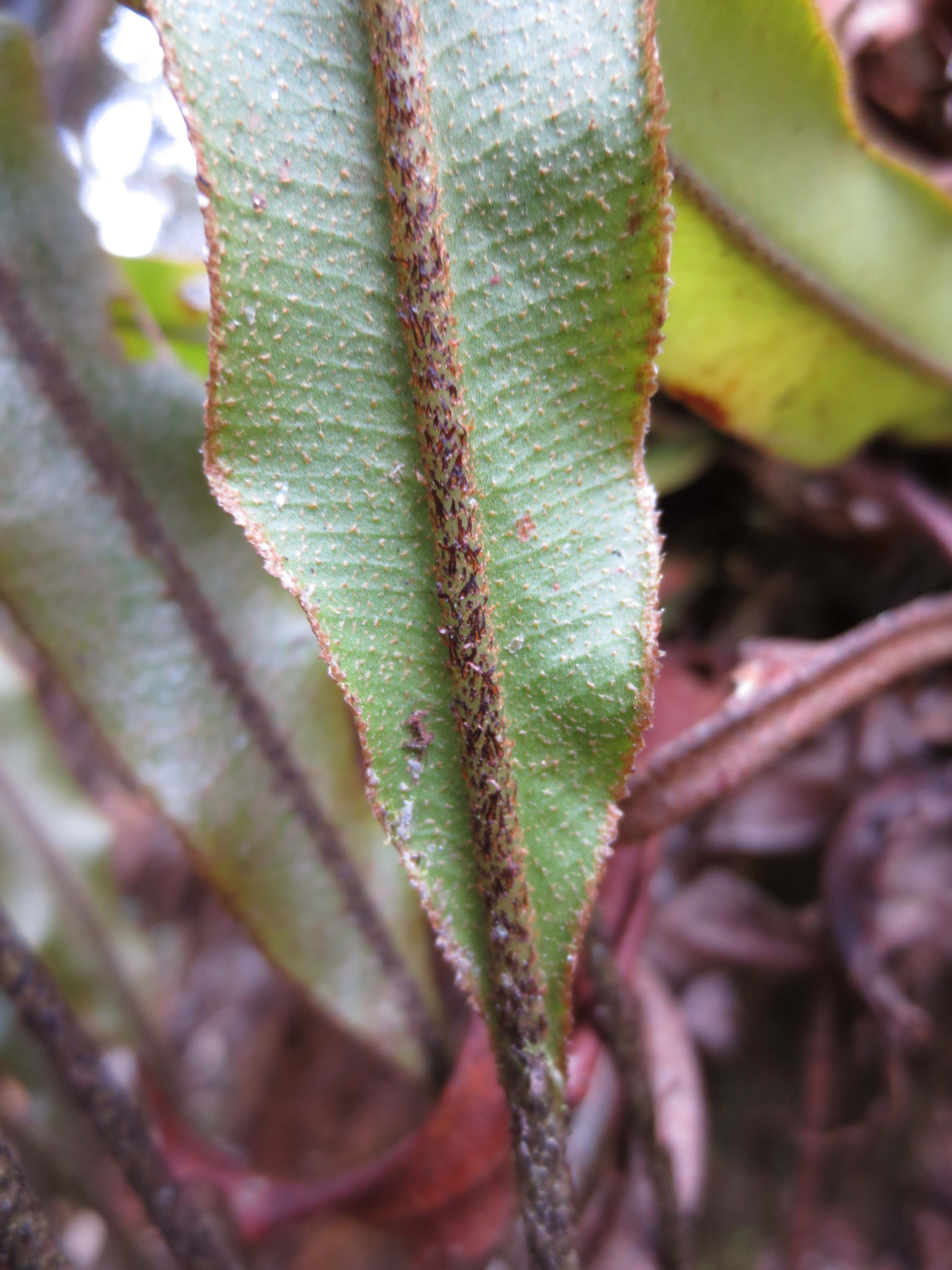 Elaphoglossum subcuspidatum