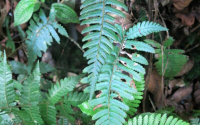 Diplazium tomentosum