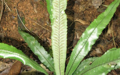 Diplazium subserratum