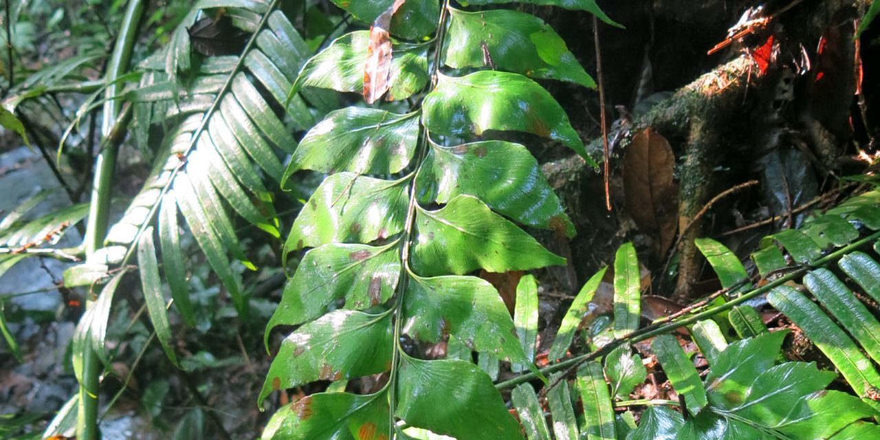 Asplenium paradoxum