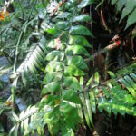 Asplenium paradoxum