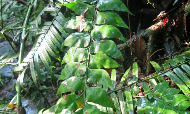 Asplenium paradoxum