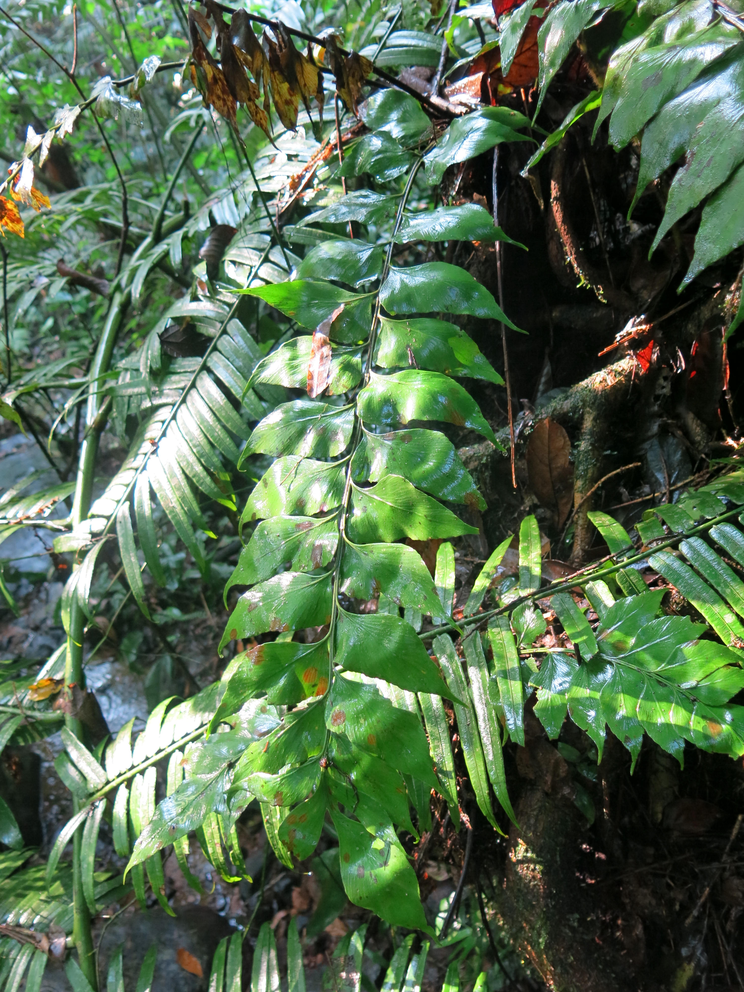 Asplenium paradoxum