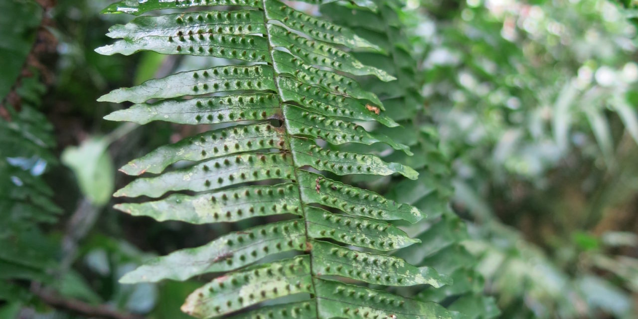 Thylacopteris papillosa