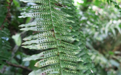 Thylacopteris papillosa