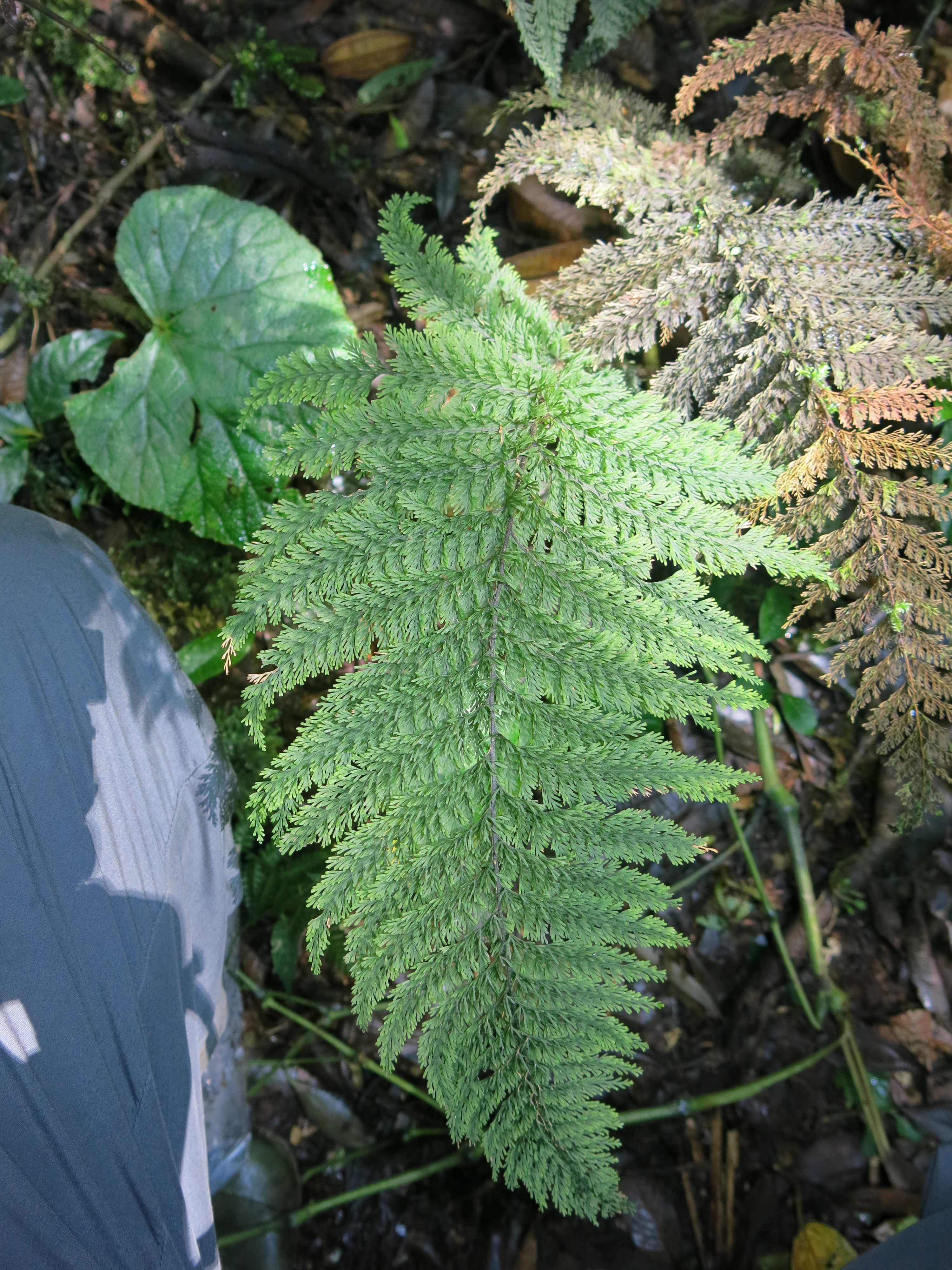 Abrodictyum meifolium