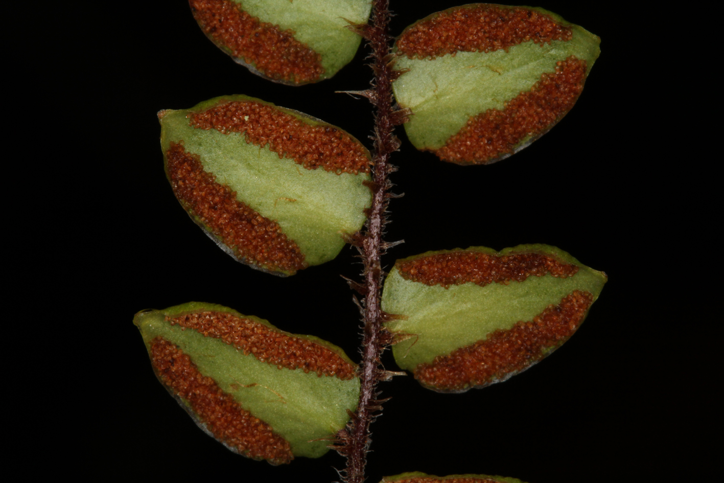 Pellaea rotundifolia