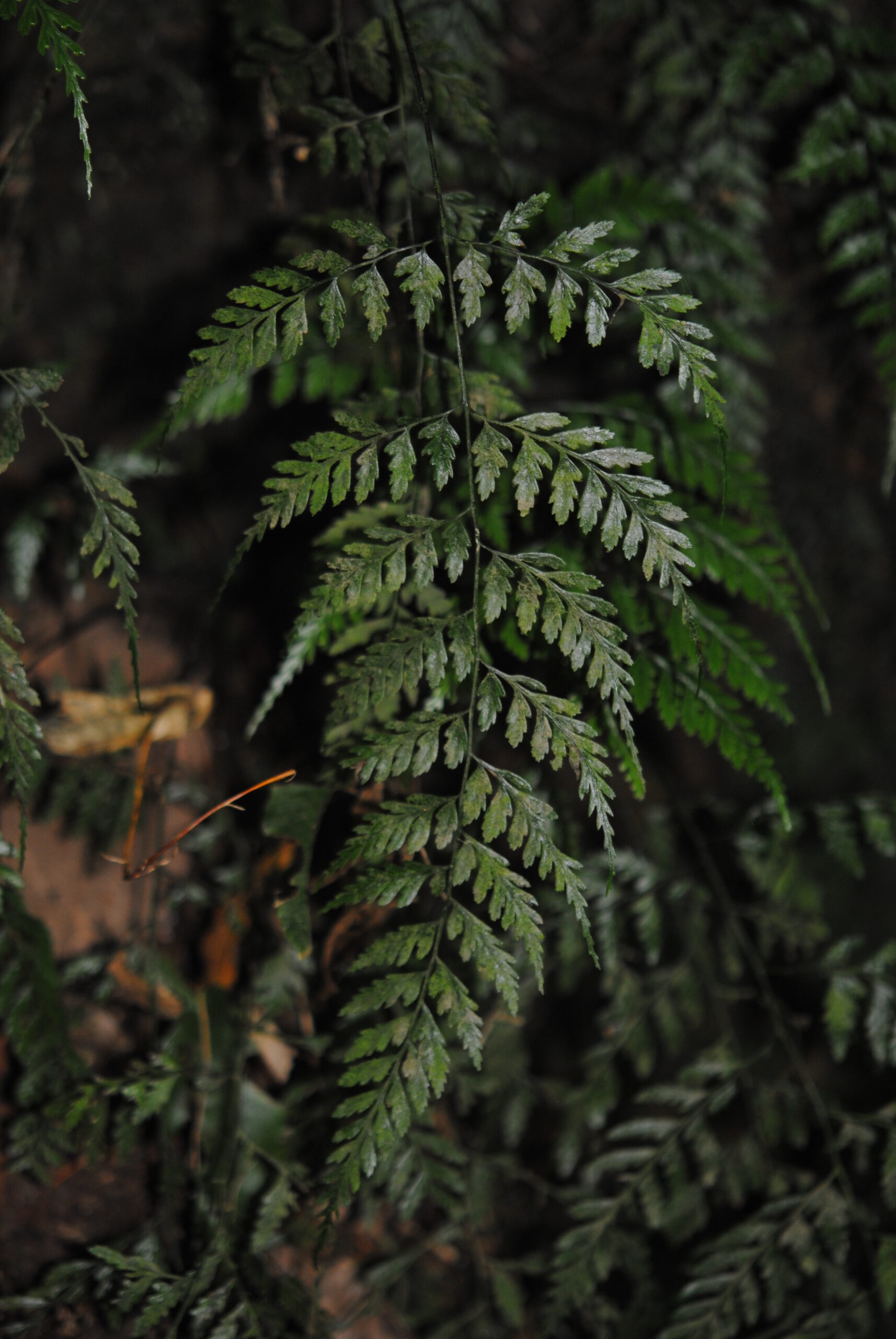 Saccoloma Sundue 3473 2