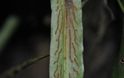 Scoliosorus ensiformis