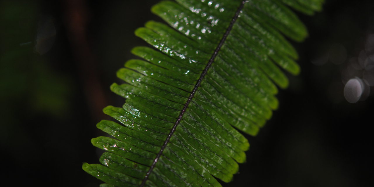 Mycopteris taxifolia